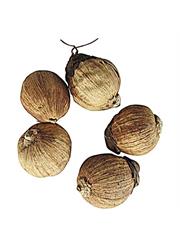 Laghu Nariyal (1 pcs)