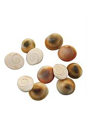 Gomati Chakra (5 pcs)