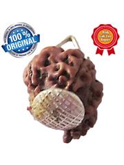Ganesha Rudraksha