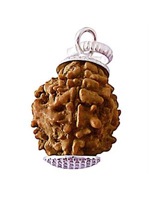 3 Mukhi Rudraksha