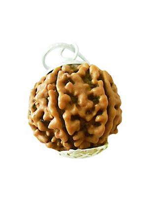 6 Mukhi Rudraksha