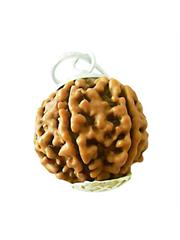 6 Mukhi Rudraksha