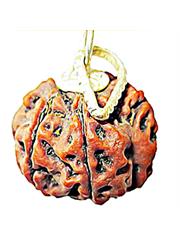 6 Mukhi Rudraksha