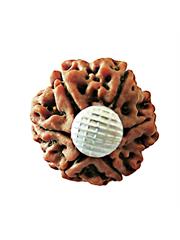 6 Mukhi Rudraksha