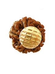 5 Mukhi Rudraksha