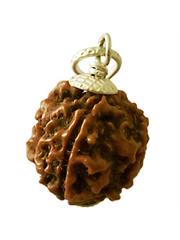 4 Mukhi Rudraksha