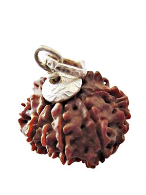 8 Mukhi Rudraksha (Nepali)