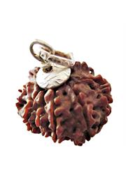 8 Mukhi Rudraksha (Nepali)