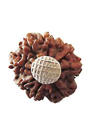 8 Mukhi Rudraksha (Nepali)
