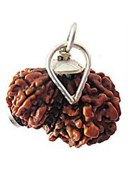 Garbh Gauri Rudraksha