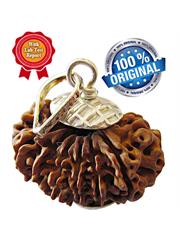 14 Mukhi Rudraksha (Nepali)
