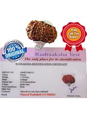 14 Mukhi Rudraksha (Nepali)