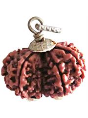 Gauri Shankar Rudraksha (Nepali)
