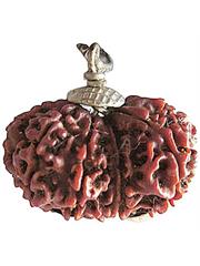 Gauri Shankar Rudraksha (Nepali)