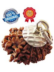 11 Mukhi Rudraksha (Indonesia)