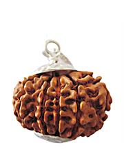 12 Mukhi Rudraksha (Indonesia)