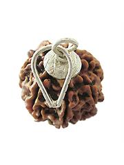 7 Mukhi Rudraksha