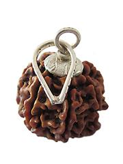 7 Mukhi Rudraksha