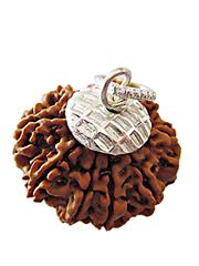 10 Mukhi Rudraksha (Nepali)