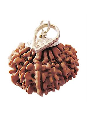 13 Mukhi Rudraksha (Nepali)
