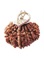 13 Mukhi Rudraksha (Nepali)