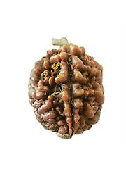 2 Mukhi Rudraksha Bead (Nepali)