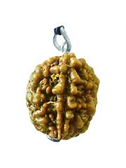 2 Mukhi Rudraksha Bead