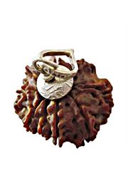8 Mukhi Rudraksha (Indonesia)