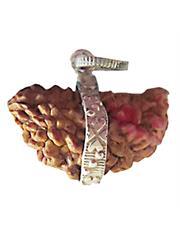 Ek Mukhi Kajudana Rudraksha (Half moon Shape)
