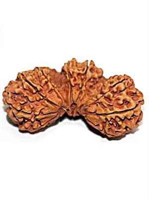 Trijuti Rudraksha