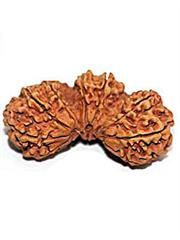 Trijuti Rudraksha