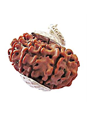 11 Mukhi Rudraksha (Nepali)