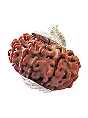 11 Mukhi Rudraksha (Nepali)