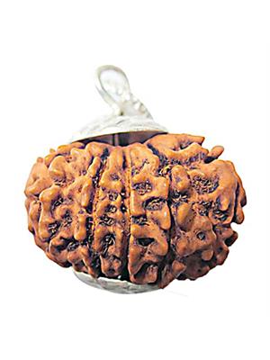 12 Mukhi Rudraksha (Nepali)
