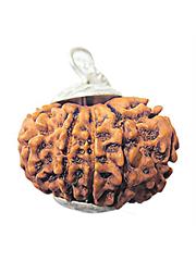 12 Mukhi Rudraksha (Nepali)