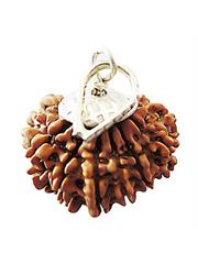 13 Mukhi Rudraksha (Indonesia)