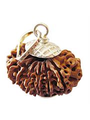 14 Mukhi Rudraksha (indonesia)