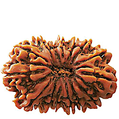 15 Mukhi Rudraksha (Nepali)