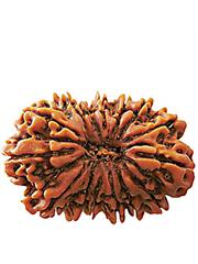 15 Mukhi Rudraksha (Nepali)