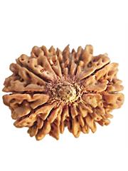 15 Mukhi Rudraksha (Nepali)