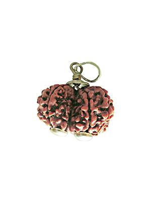 Gauri Shankar Rudraksha (Indonesia)